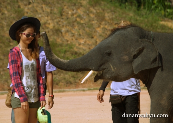 mau dicium gajah?