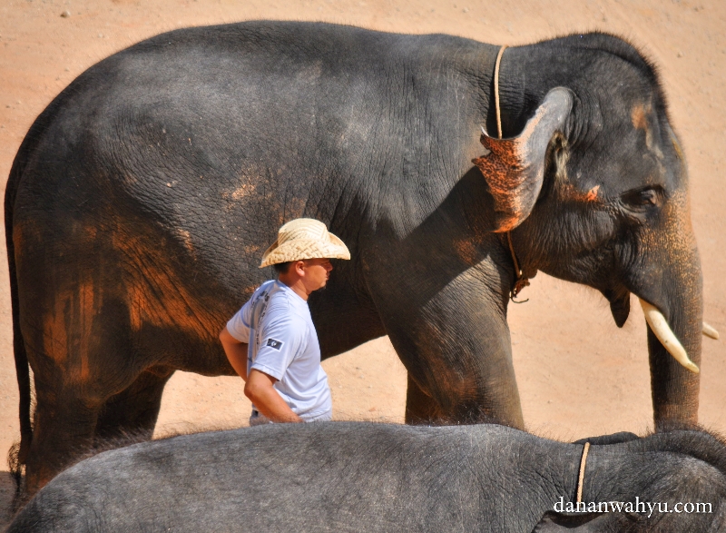 pawang Kampung Gajah Kenyir