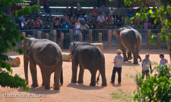 atraksi gajah selalu dinanti penonton