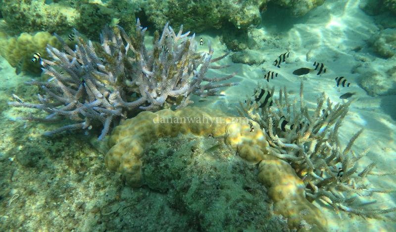 dunia bawah laut Tenggiling tak kalah memukau