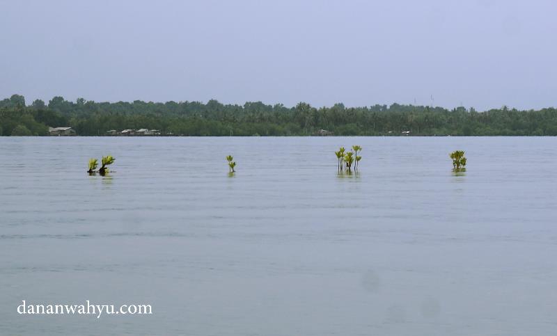 Teluk Sebung tempat memulai Bintan Mangrove Tour