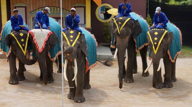 Atraksi gajah di Jumbo Elephant Park