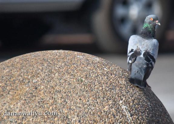Merpati yang tak pernah ingkar janji, pilih menjomblo seumur hidup