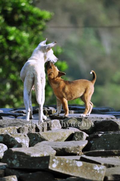 Mencari Perhatian - Wae, Rebo. Warna anjing kecil itu berbeda dibandingkan saudara-saudarnya, tapi ia bocah paling manja. Selalu mencari perhatian sang bunda, sesekali menyalak atau mengigit leher sang bunda .