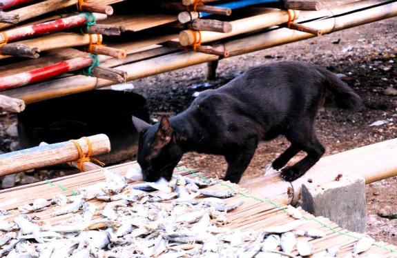ini pencuri ikan asin bukan pencuri hati 