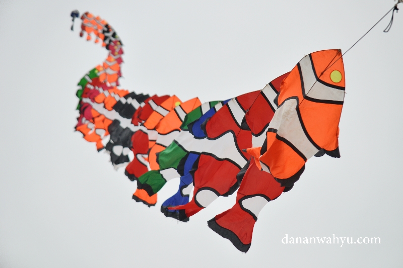 Anemon terbang 