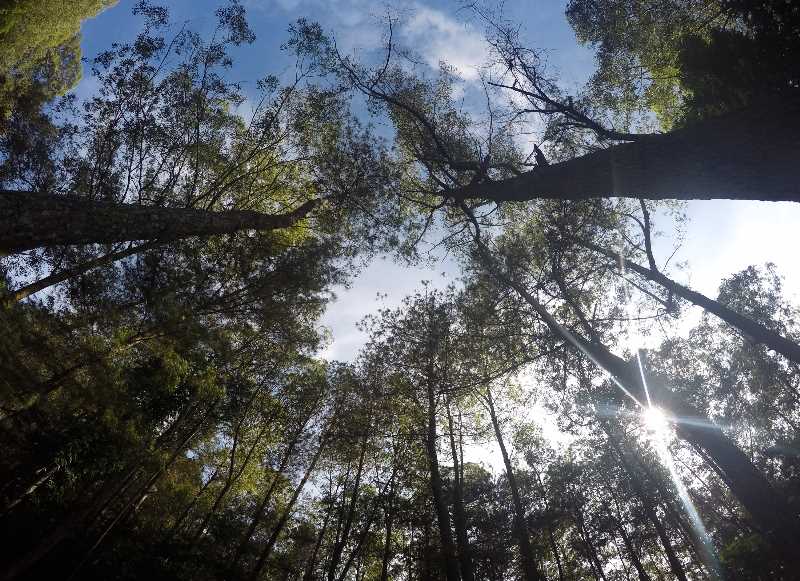 Hutan pinus pos satu jalur pendakian gunung Batur 