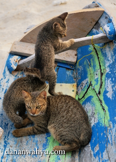 keluarga kucing penunggu pulau Durai 