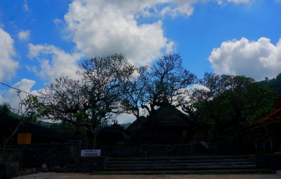 pohon kamboja di depan desa Tenganan 