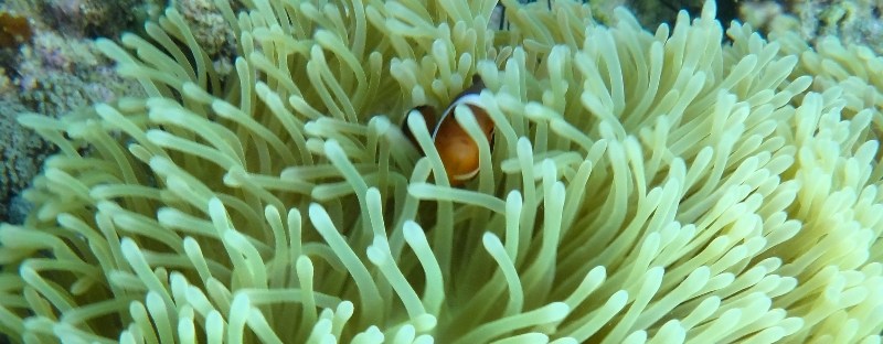 finding nemo di pulau Abang