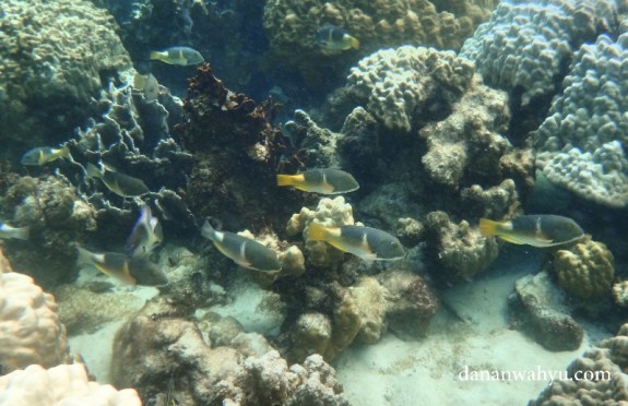 Ikan berenang di antara terumbu karang 