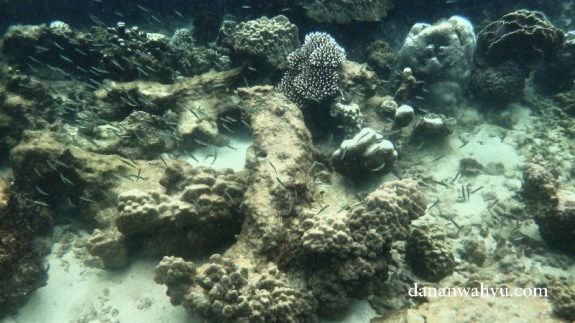 Lagi asik snorkeling lalu mendapat serbuan ikan teri 