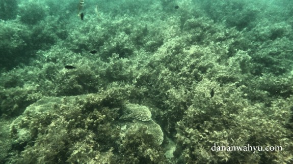 Gulma laut tempat ikan bermain dan mencari makan 