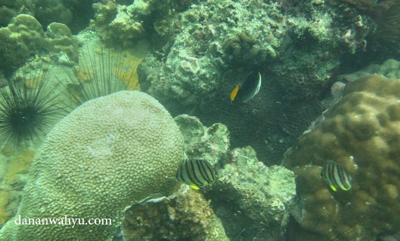 terumbu karang dan ikan di perairan pulau Petong