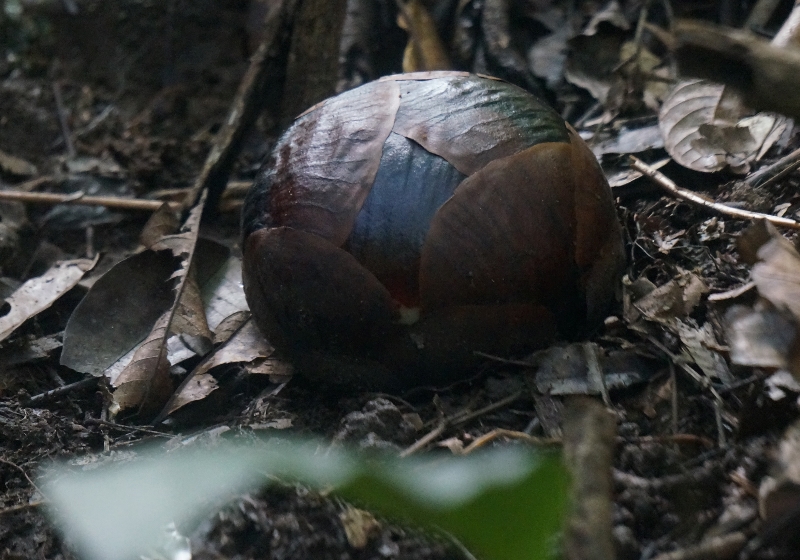 cikal bakal Rafflesia yang belum mekar 