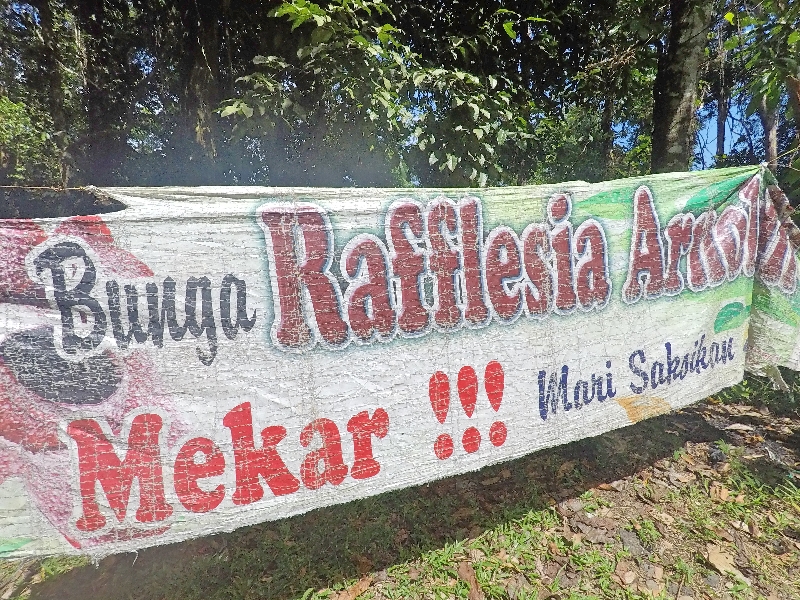 Kalau jalan-jalan ke Bengkulu melihat spanduk seperti ini artinya mendapat rezeki meliht bunga Raflesia Arnoldi