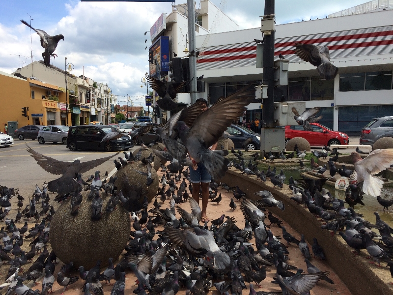 Little India di Melaka tempat asik bermain bersama burung merpati
