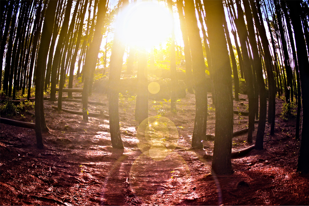 Mentari pagi di hutan pinus 