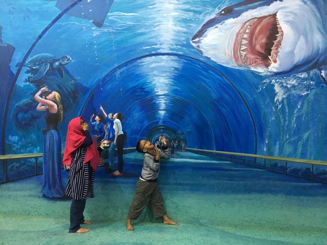Awas ada ikan hiu!