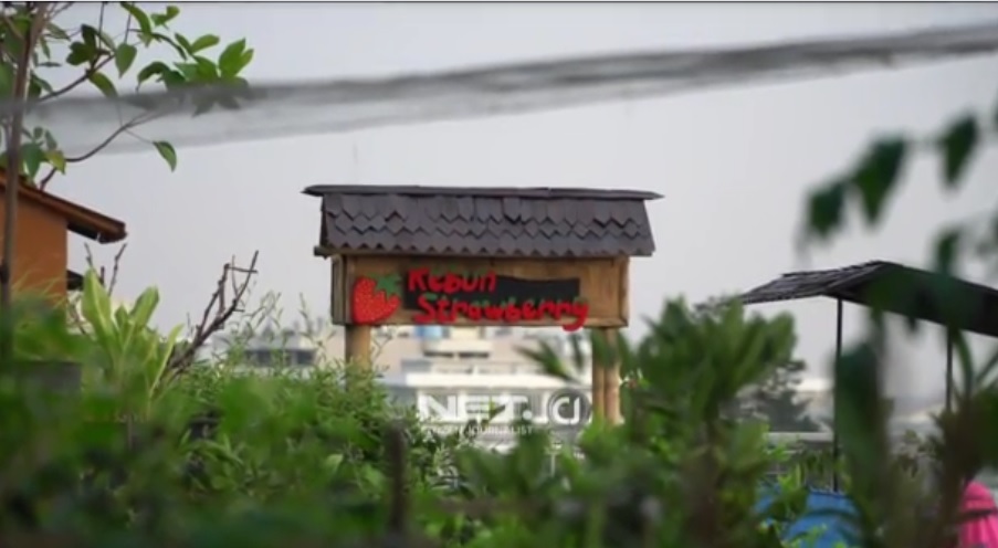 Video ini tayang di NET CJ http://netcj.co.id/unique/video/226114/lengkap-ada-fasilitas-mini-zoo-dan-kebun-stroberi