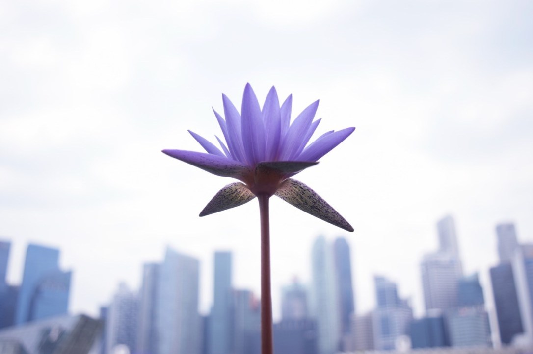 Theme 2 – Simplicity - STUDENT CATEGORY - 1ST Jessie Chia, NATIONAL UNIVERSITY OF SINGAPORE