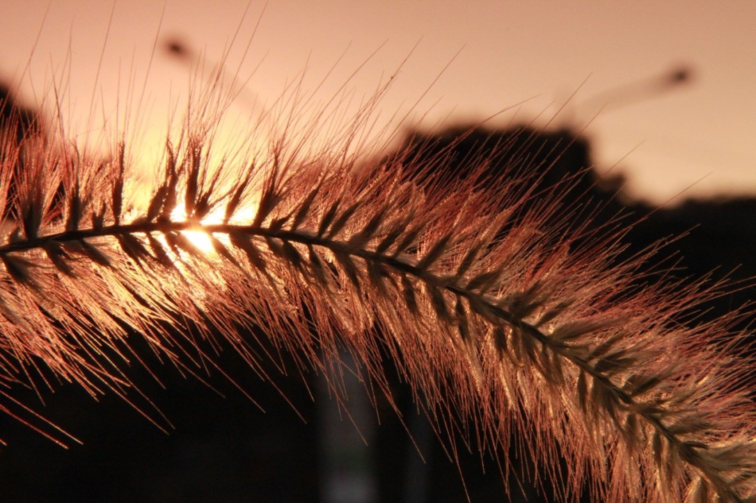 Shrirang-Rajaram-Nirgun - CANON CHALLENGE WINNER